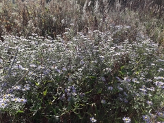 Symphyotrichum × versicolor