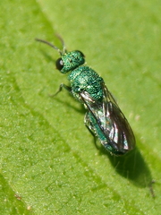 Caenochrysis