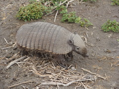 Big Hairy Armadillo photo 4
