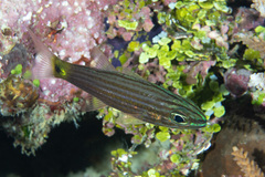 Cheilodipterus artus