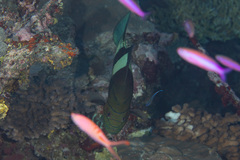 Gracila albomarginata