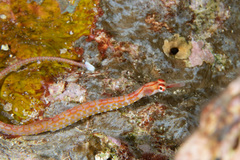 Corythoichthys nigripectus