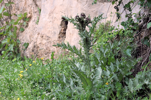 Illyrian thistle