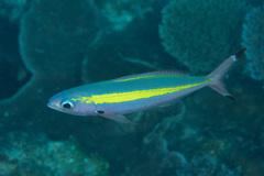 Pterocaesio lativittata