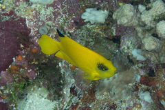 Centropyge woodheadi