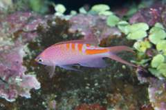 Pyronotanthias lori