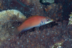 Pseudocheilinus evanidus