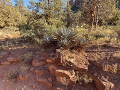 Agave parryi