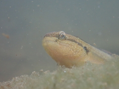 Tridentiger bifasciatus