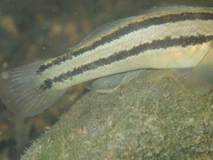 Tridentiger bifasciatus
