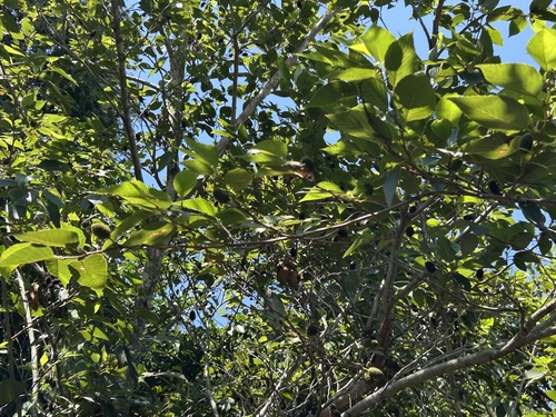 Alnus sieboldiana