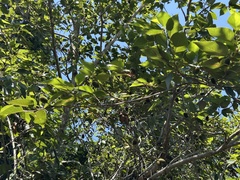 Alnus sieboldiana