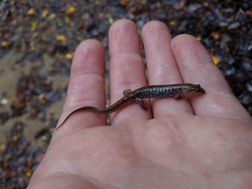 Desmognathus perlapsus