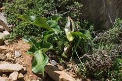 Arum idaeum