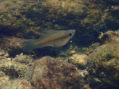 Xiphophorus hellerii