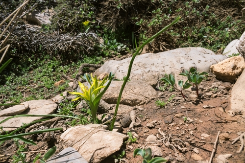 Gagea reticulata