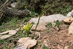 Gagea reticulata