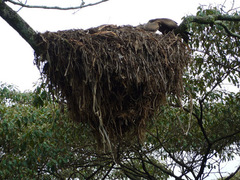 Milvus migrans parasitus