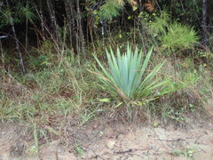 Yucca cernua