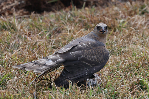 iNaturalist image