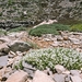 Astragalus angustifolius - Photo (c) Stefan Neuwirth, μερικά δικαιώματα διατηρούνται (CC BY-NC), uploaded by Stefan Neuwirth