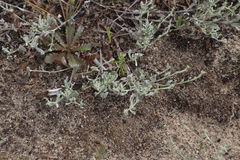 Helichrysum indicum