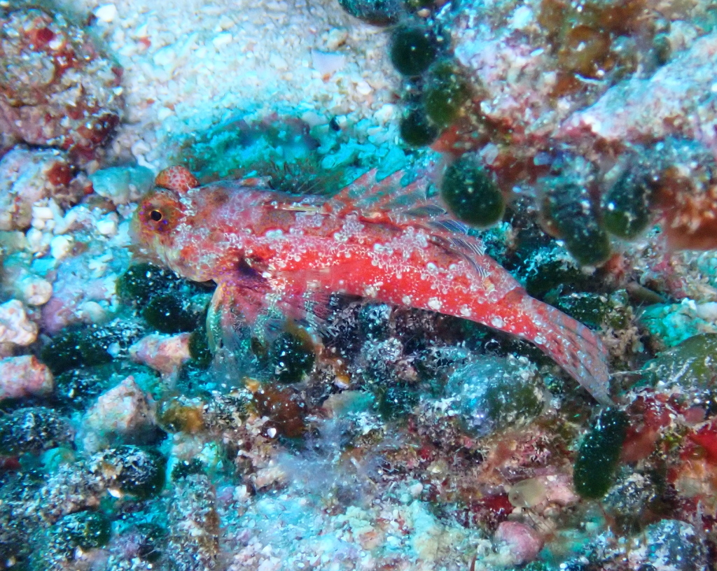 Morrison's Dragonet