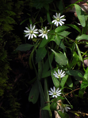 Stellaria corei
