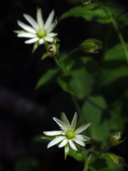 Stellaria corei