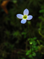 Houstonia caerulea