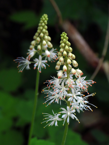 Tiarella cordifolia L.