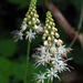 Heartleaf Foamflower - Photo (c) A. R., some rights reserved (CC BY-NC-SA), uploaded by A. R.