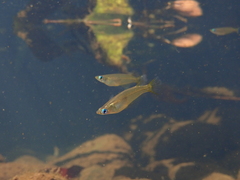 Oryzias curvinotus