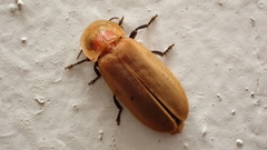 Diaphanes citrinus