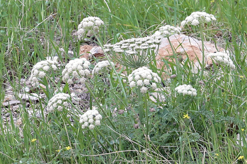 Zosima absinthiifolia