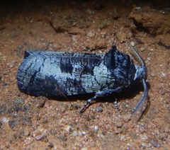 Culama glauca