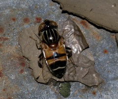 Eristalinus quinquestriatus