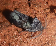 Culama glauca
