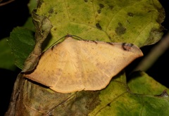 Luxiaria phyllosaria