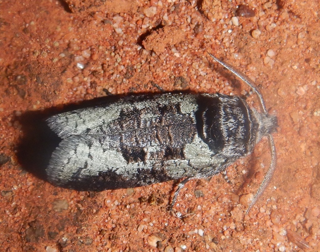 Culama glauca