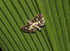 Eurrhyparodes bracteolalis