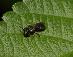 Lambdopsis