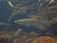 Planiliza subviridis