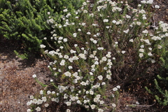 Metalasia pulchella