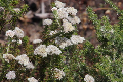 Metalasia pulchella