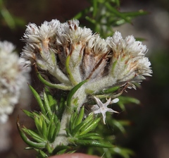 Metalasia pulchella
