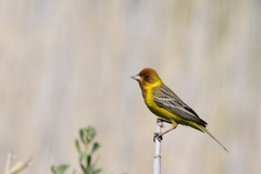 Emberiza bruniceps