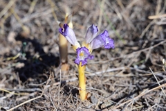 Orobanche amoena