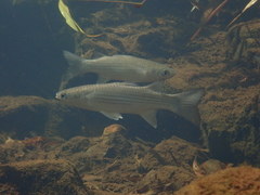 Planiliza subviridis