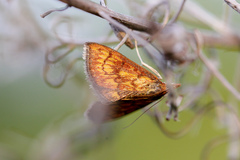 Ecpyrrhorrhoe rubiginalis